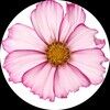 genesis_321